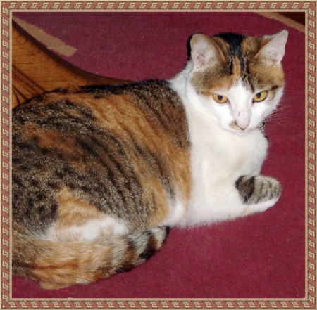 L-529 GATITA