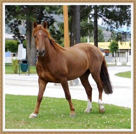 L-534 CABALLO
