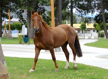 H-216 CABALLO