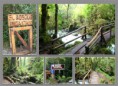 /album/quinto-xi-region/h-181-bosque-encantado-jpg/